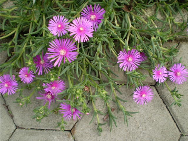 delosperma